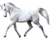 Wandsticker Pferd, weiß, 67 x 47 cm